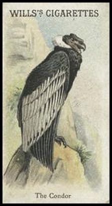 00WA Andean Condor.jpg